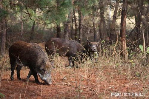 野猪吃红瓜视频大全图片,红瓜盛宴大揭秘  第3张