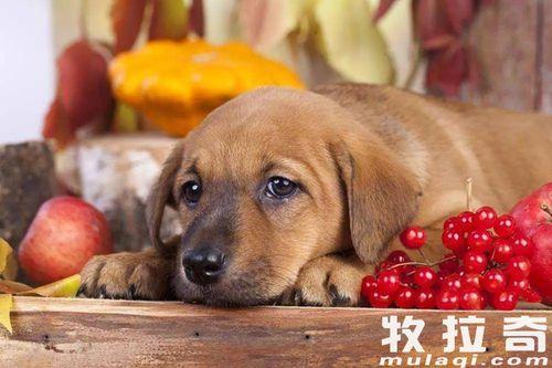 喂狗吃瓜菜皮的视频大全,狗狗美食视频大全回顾  第2张