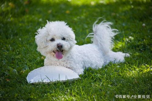 比熊可吃角瓜吗有毒吗视频,揭秘角瓜是否有毒  第3张