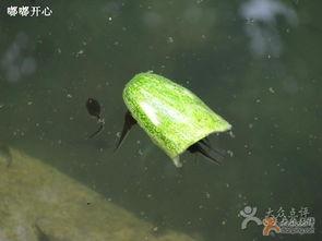 吃瓜群众小蝌蚪视频  第2张