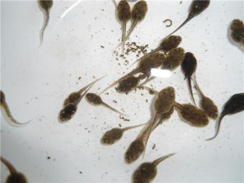 吃瓜群众小蝌蚪视频  第3张