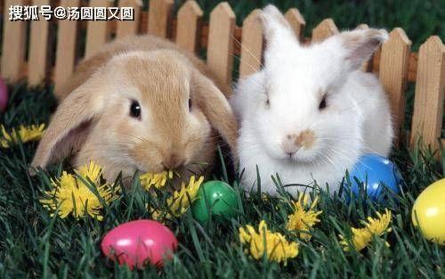 兔子可以吃四月瓜吗视频,揭秘宠物饮食之谜  第2张