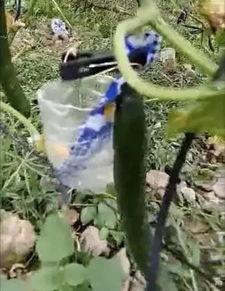 临沂吃瓜网红事件视频,揭秘网络舆论的风暴与真相