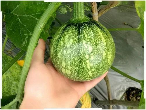 小梧桐吃瓜视频,揭秘娱乐圈幕后故事 第2张 小梧桐吃瓜视频,揭秘娱乐圈幕后故事 第2张