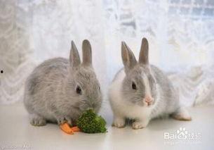 小兔会吃洋瓜吗视频教程 第2张 小兔会吃洋瓜吗视频教程 第2张