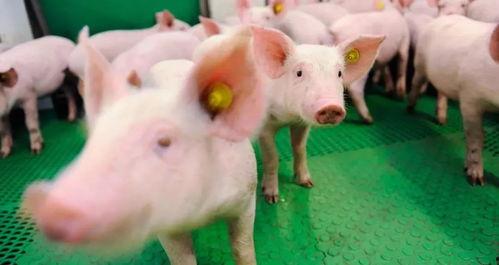 猪吃白兰瓜的视频大全图片,趣味视频大盘点 第2张 猪吃白兰瓜的视频大全图片,趣味视频大盘点 第2张