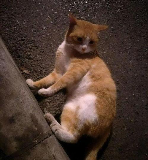 橘猫演吃瓜视频,萌宠版“瓜界风云”  第2张