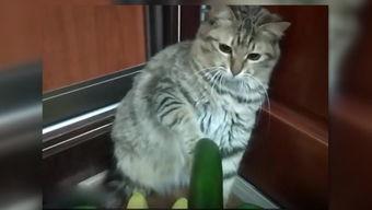 吃瓜小猫劝架视频在线观看,网络视频引发热议