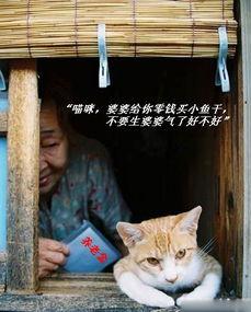 吃瓜小猫劝架视频在线观看,网络视频引发热议 第2张 吃瓜小猫劝架视频在线观看,网络视频引发热议 第2张