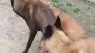 吃瓜小猫劝架视频在线观看,网络视频引发热议 第3张 吃瓜小猫劝架视频在线观看,网络视频引发热议 第3张