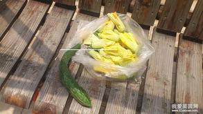 拉瓜花怎么吃视频,跟随视频学习家常烹饪技巧 第3张 拉瓜花怎么吃视频,跟随视频学习家常烹饪技巧 第3张