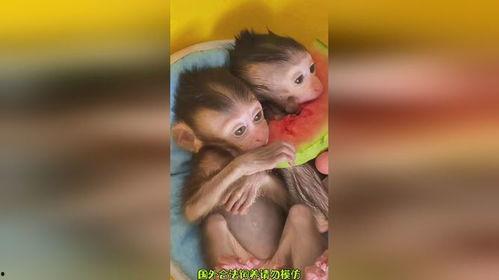 小猴吃瓜视频大全 第2张 小猴吃瓜视频大全 第2张