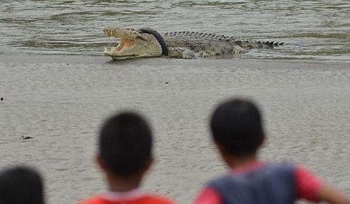 提笼鸟群众吃瓜视频,揭秘网络视频背后的社会现象 第3张 提笼鸟群众吃瓜视频,揭秘网络视频背后的社会现象 第3张