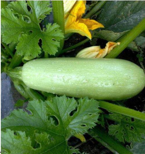 吃西葫芦瓜的配音视频在线观看,趣味盎然，味蕾之旅  第3张