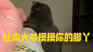 给小猫吃瓜视频大全集,小猫吃瓜视频大全集  第3张